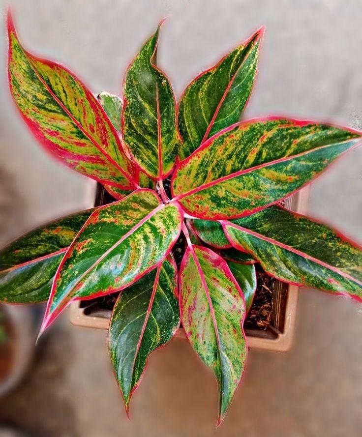 Cây Phú Quý hợp nhất với người mệnh Thổ