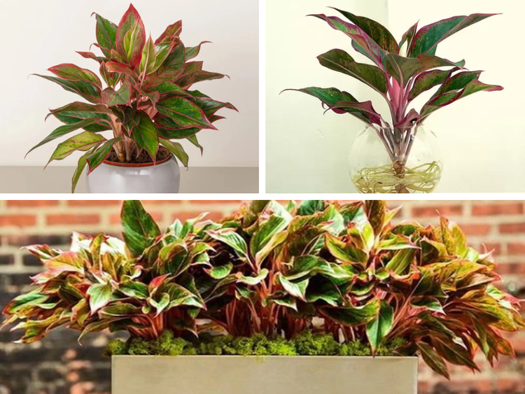 Cách chăm sóc cây Phú Quý khá đơn giản