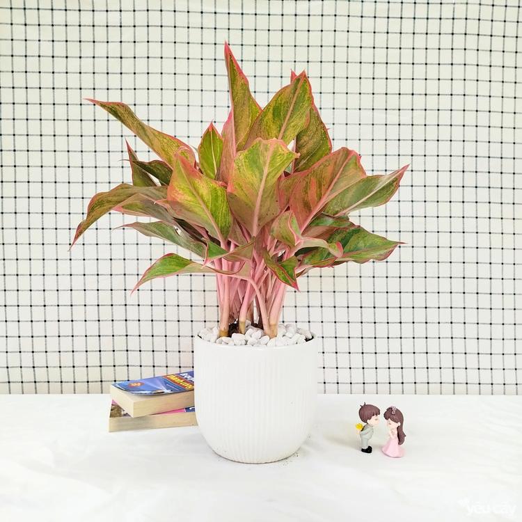 Cây Phú Quý được trồng trong chậu trắng, trang trí thêm sỏi trắng