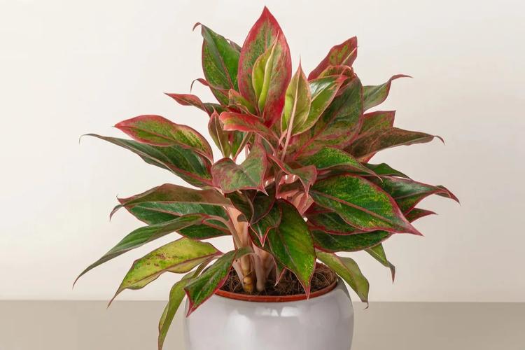 Nhiều người yêu thích nhưng không biết cây Phú Quý hợp mệnh nào