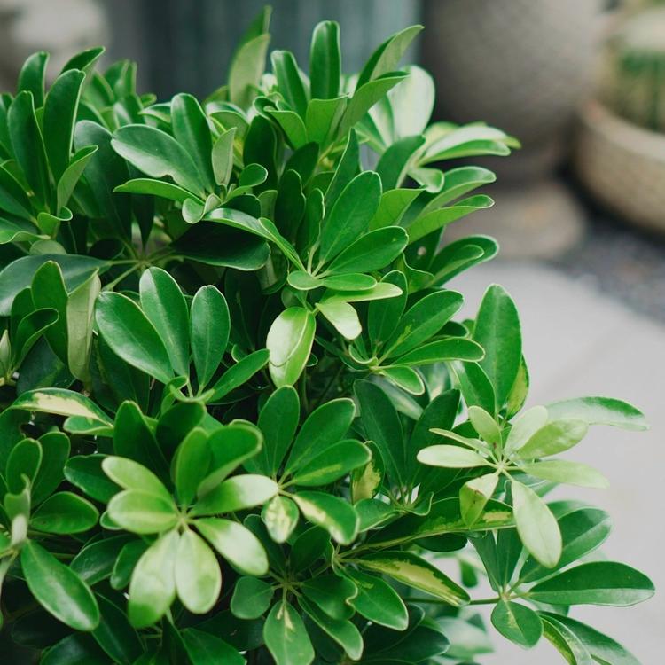 Cây Ngũ Gia Bì Hợp Mệnh Gì? Nên Trồng Ở Đâu Trong Nhà Tốt Theo Phong Thủy?