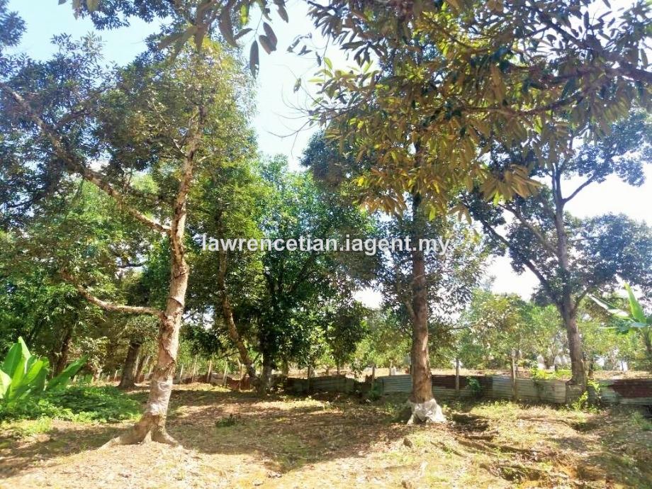 Mantin Durian Orchard Land, Mantin for sale RM2079000 iProperty