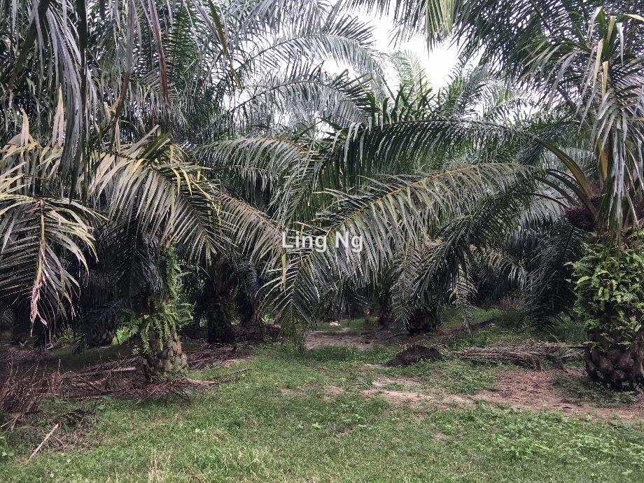 Tawar Baling Kedah Palm Oil Land Tawar Baling Agricultural Land For Sale Iproperty Com My
