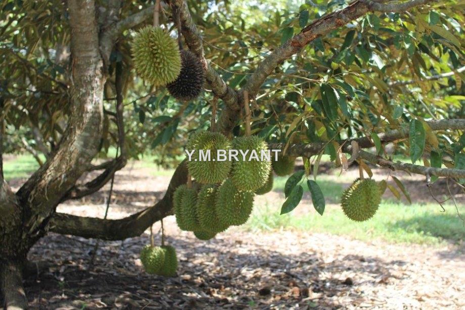 DURIAN LOT,150 TREES, MANGOSTEEN, MELAKA, Durian Tunggal for sale