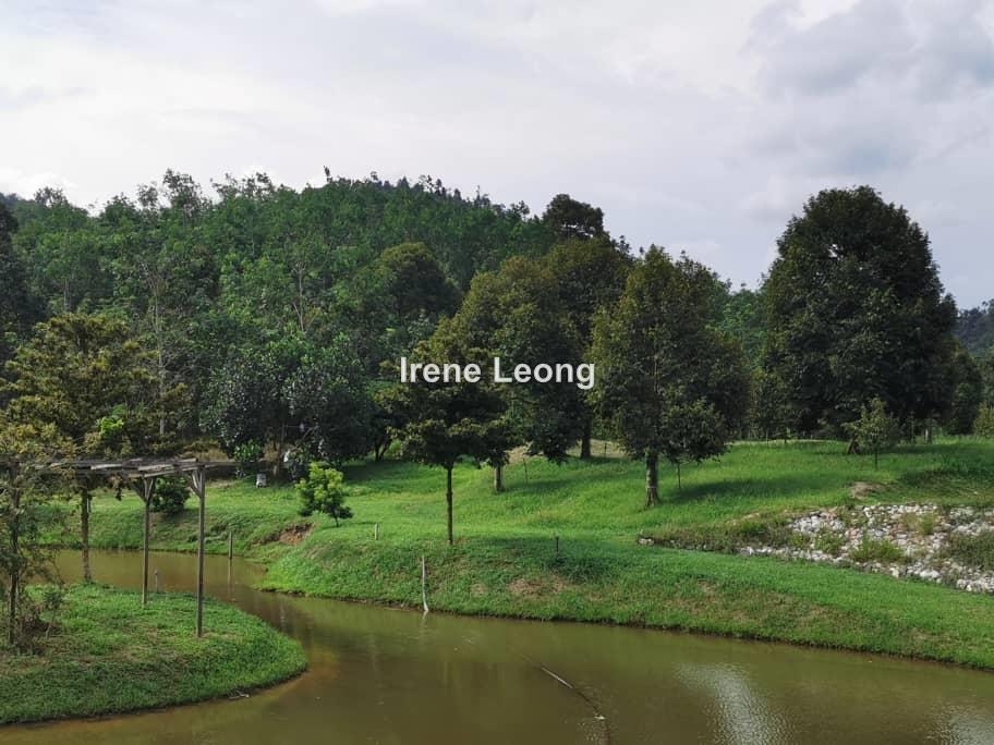 10.75 acres Karak Sg Dua Matured Musang Kings Land For Sales, Karak for
