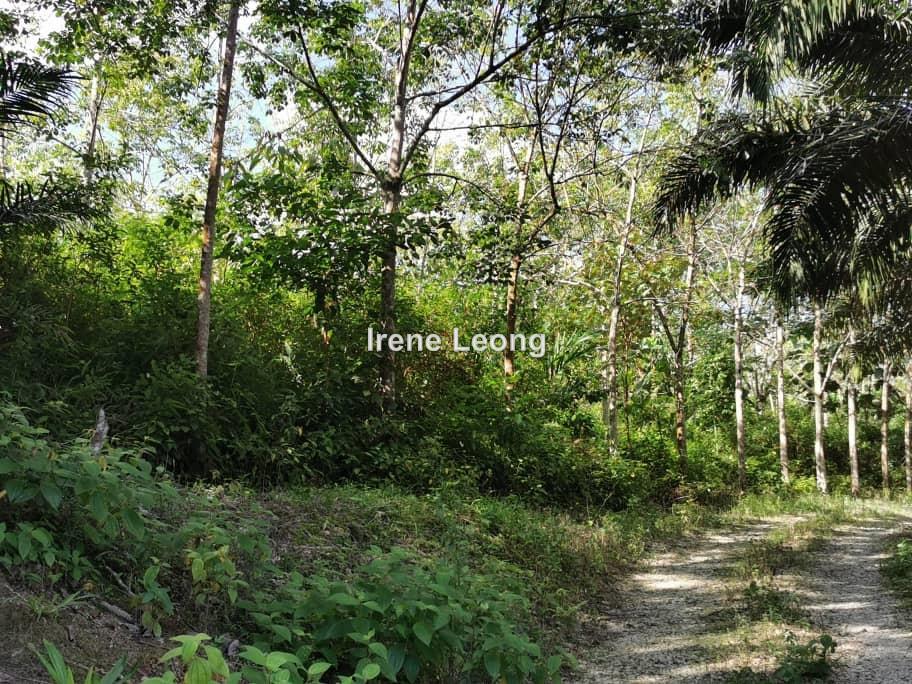 6.225 acres Karak (Kg Cinta Manis) Younger Rubber Land for Sales, Karak