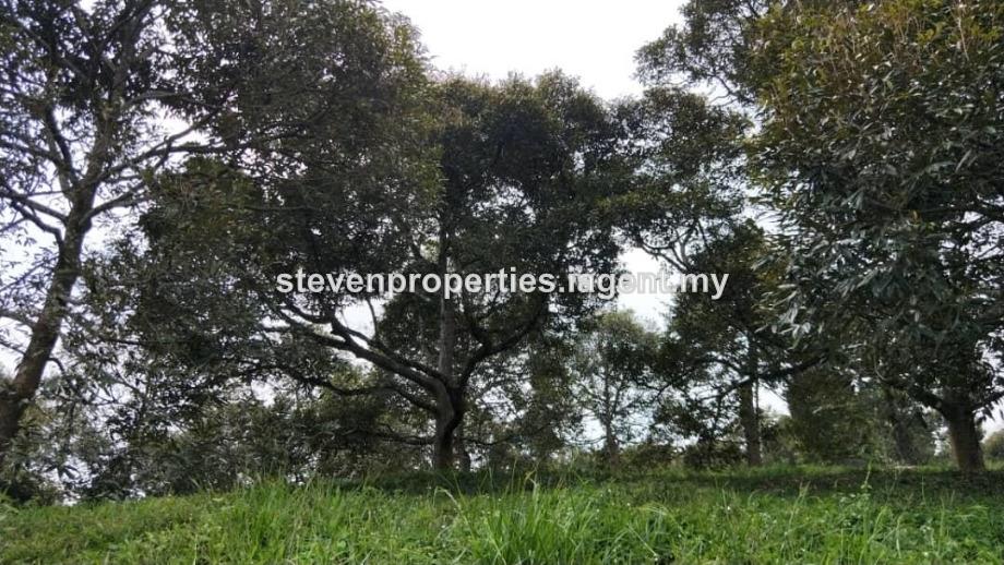 Bentong Best Durian Farm, Bentong