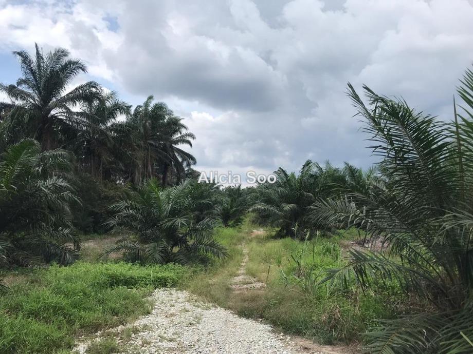 Banting Agricultural Land For Sale In Banting Selangor Iproperty Com My