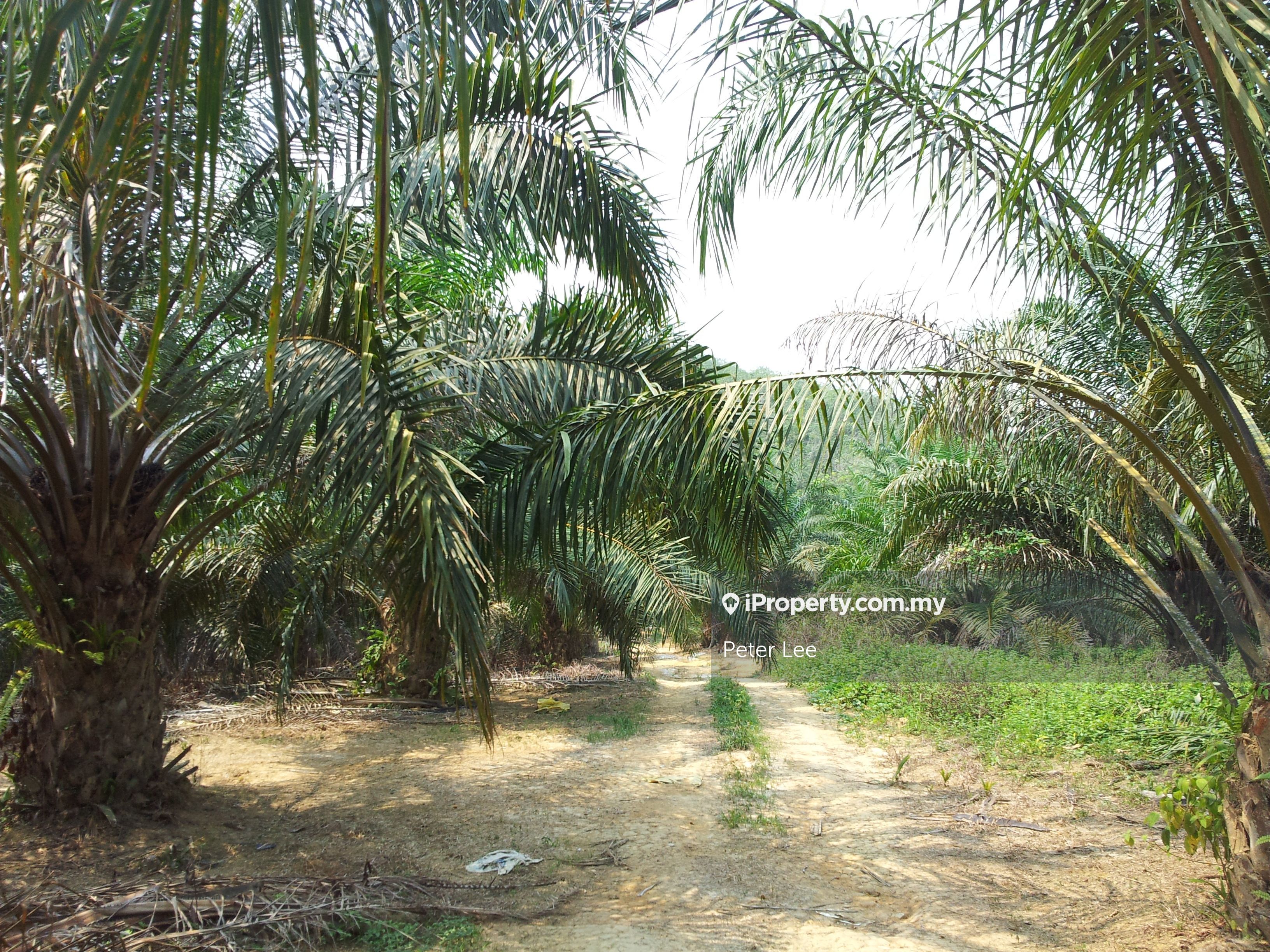 Oil Palm Land , Sempalit, Raub