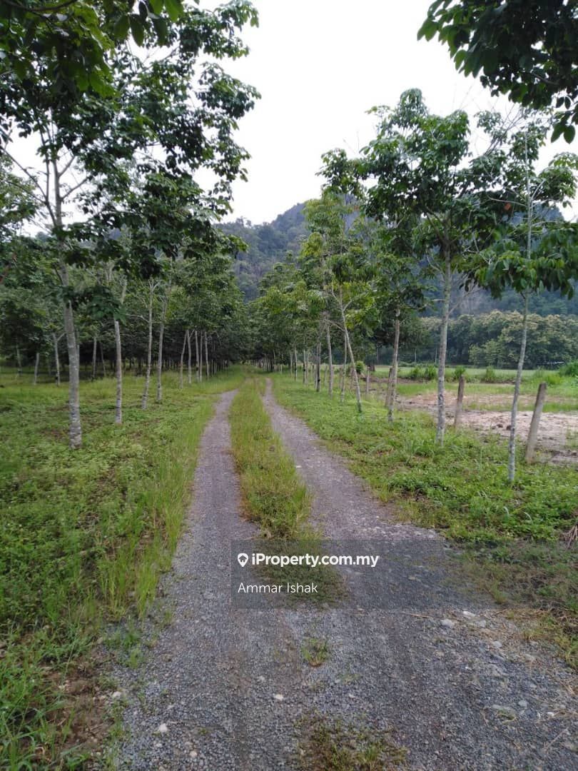 Land Chuping Harumanis, Chuping, Kangar
