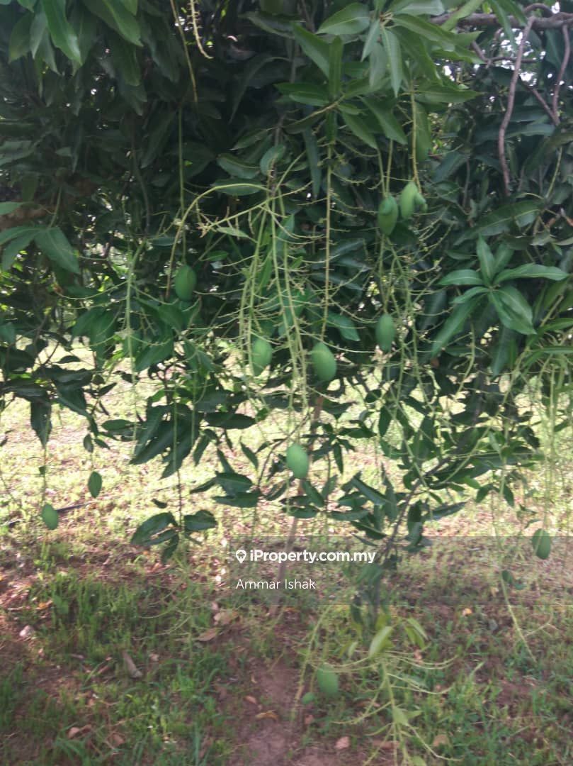 Land Mangga Harumanis , Chuping , Kangar