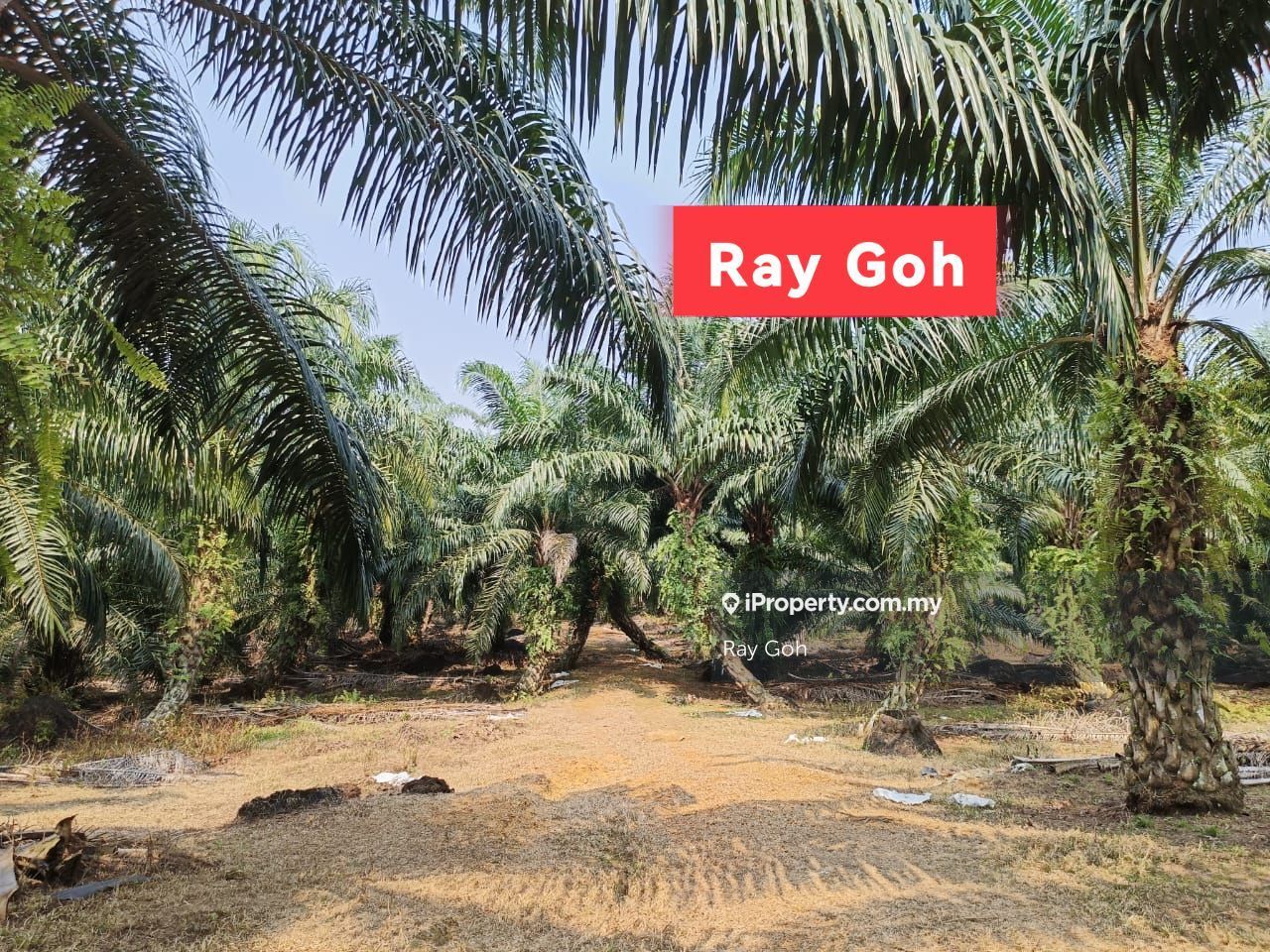 Agriculture Land for Sale (Oil Palm Estate) at Pekan Meru Klang