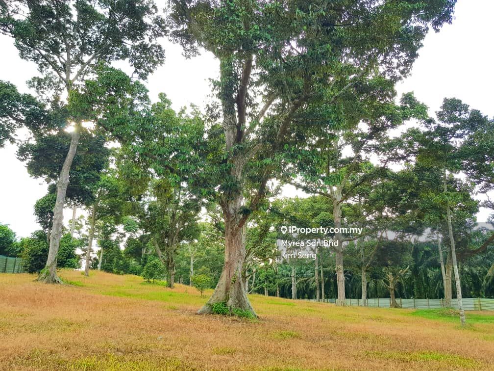 Ayer Hitam-Kluang Durian Farm 3acres, Ayer Hitam-Kluang, Ayer Hitam