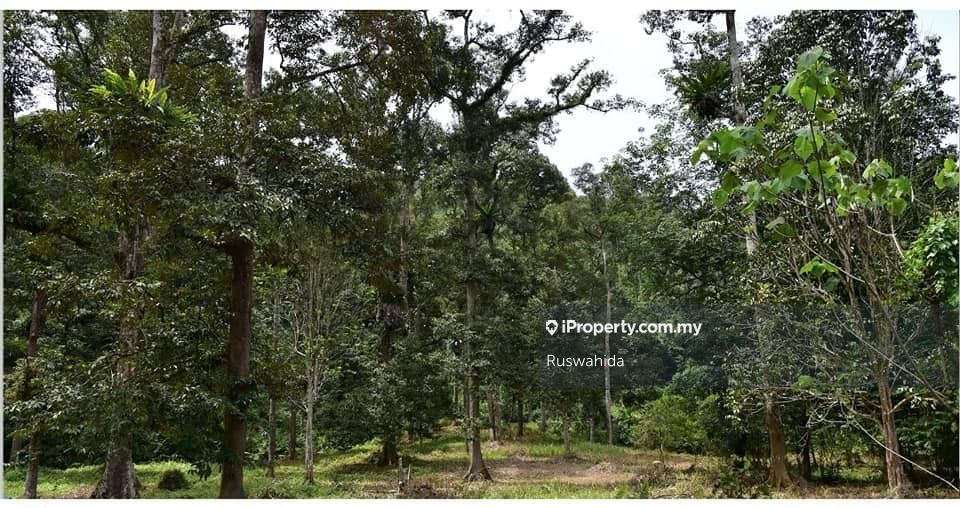 𝐏𝐋𝐀𝐍𝐓𝐀𝐓𝐈𝐎𝐍 𝐋𝐀𝐍𝐃 𝐅𝐎𝐑 𝐒𝐀𝐋𝐄 𝐈𝐍 𝐉𝐔𝐍𝐉𝐎𝐍𝐆, 𝐊𝐔𝐋𝐈𝐌 𝐊𝐄𝐃𝐀𝐇 , Junjong, Kulim