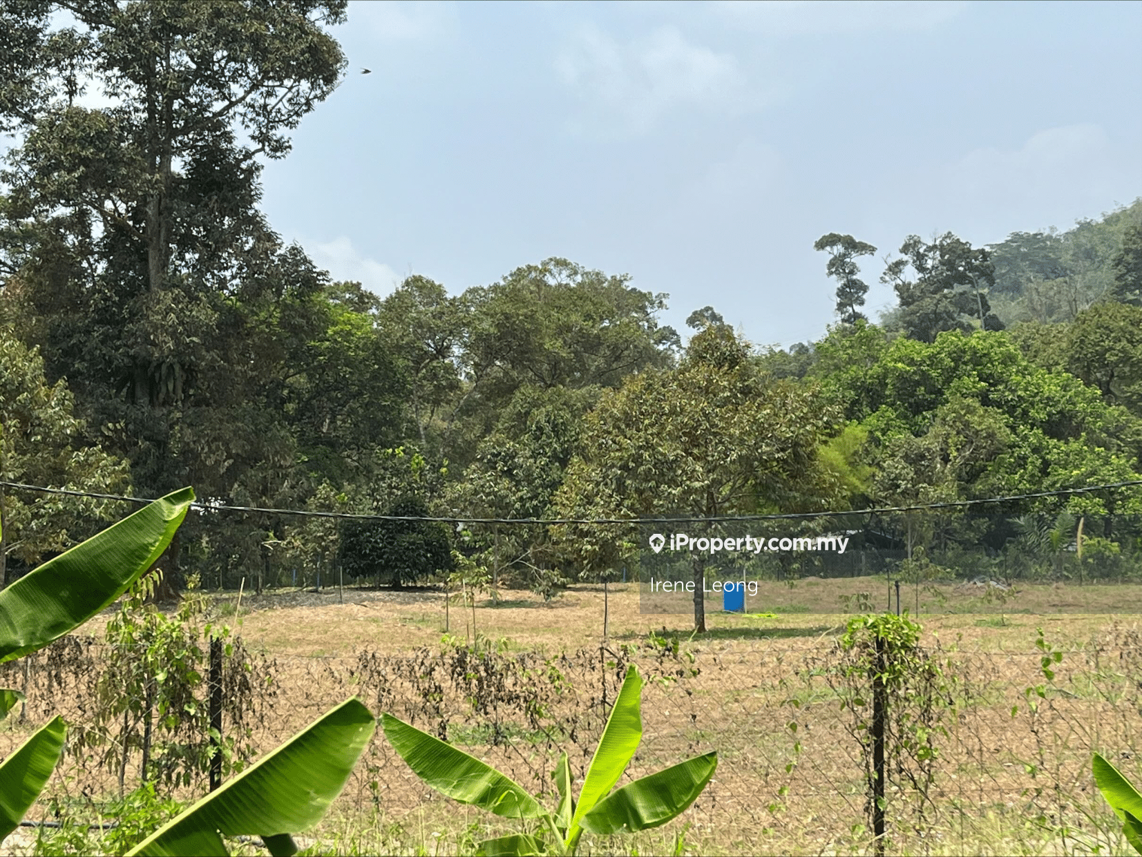 6 acres Bentong (Batu 6) Durian Land For Sale, Bentong for sale