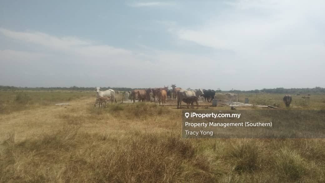 Agriculture , Tg sedili , Kota Tinggi