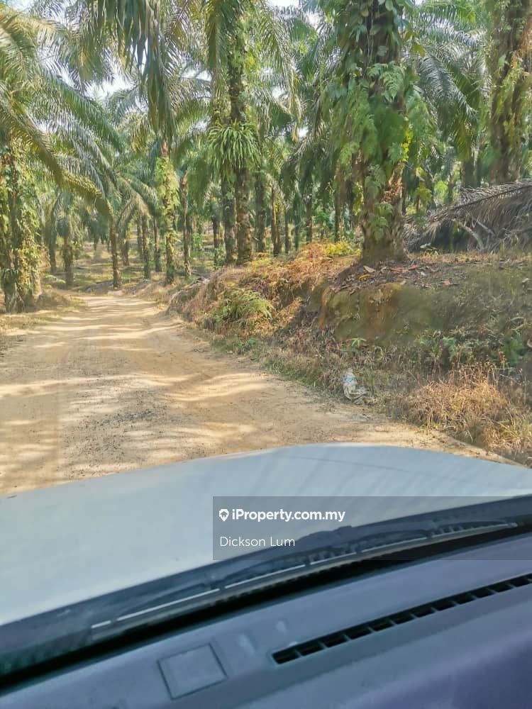 12 ACRES OIL PALM LAND FOR SALE, Batu 101, Jalan Manchis, Bentong for