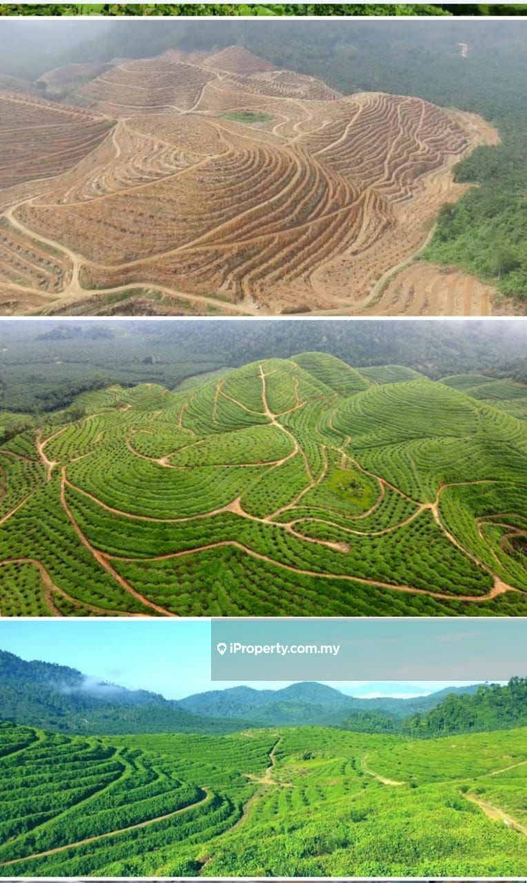 955 Acres Oil Palm Land For Sale, Sungai Siput for sale RM74490000