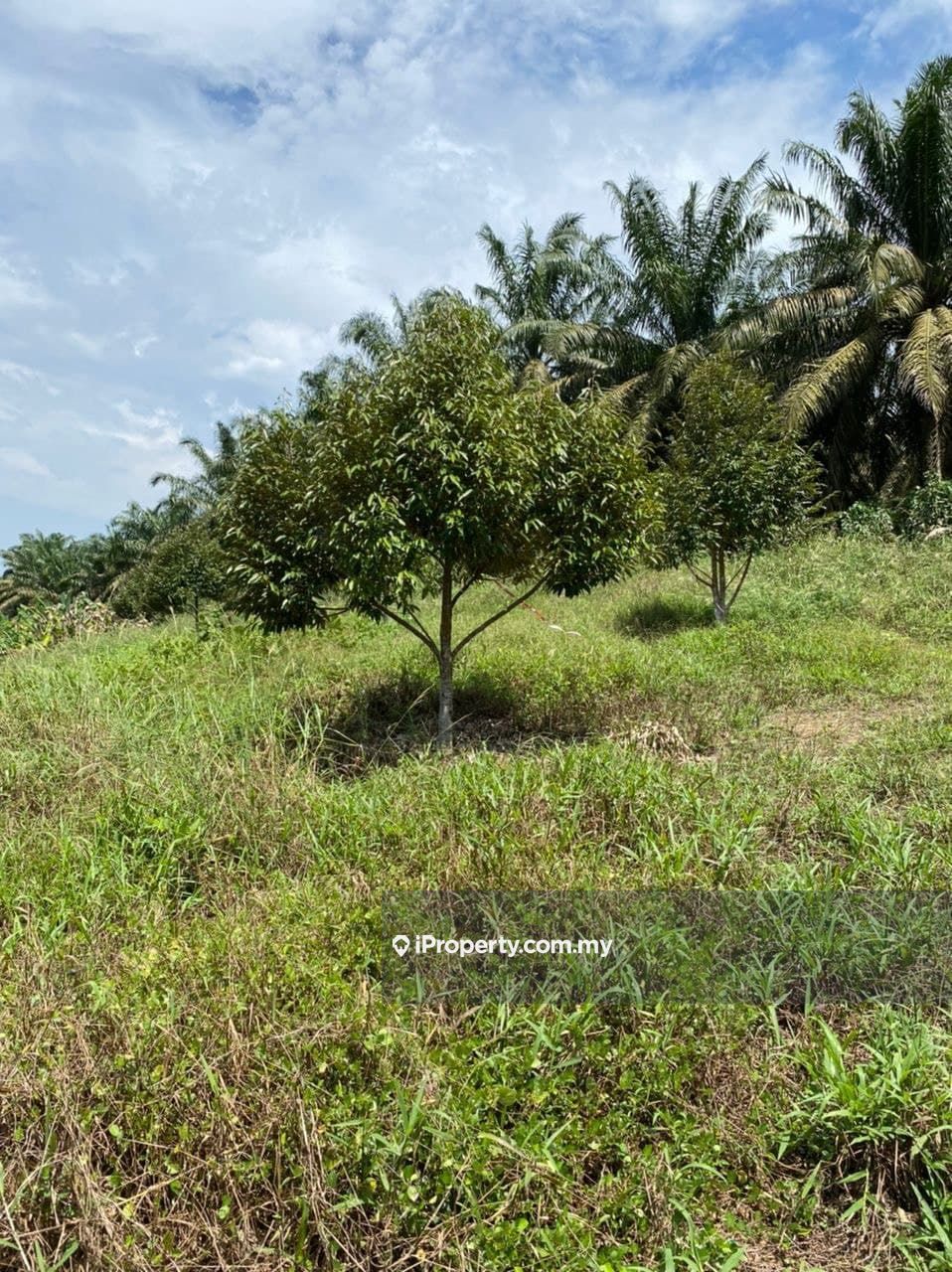 Kluang Durian Fruit Farm, Kluang Durian Fruit Farm, Kluang Agricultural
