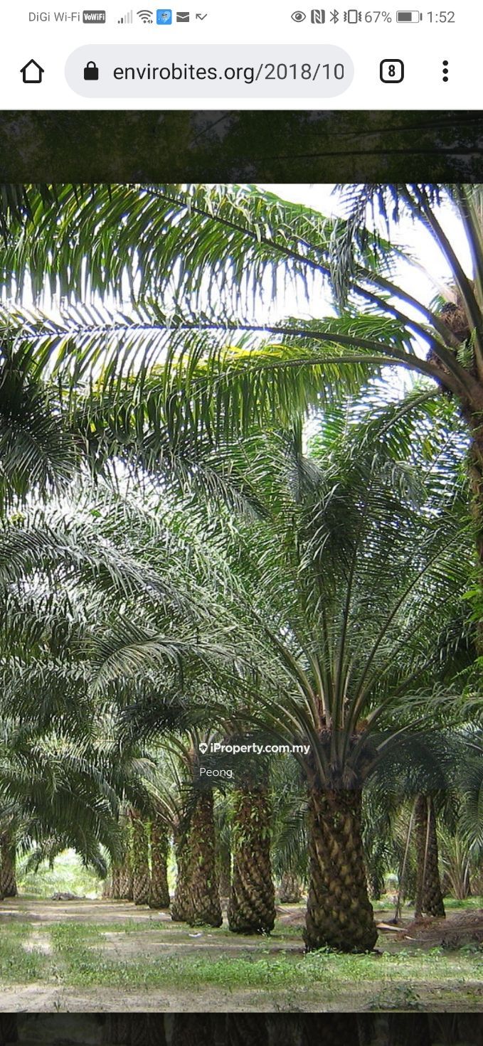 Ladang Geddes, Bahau Agricultural Land for sale