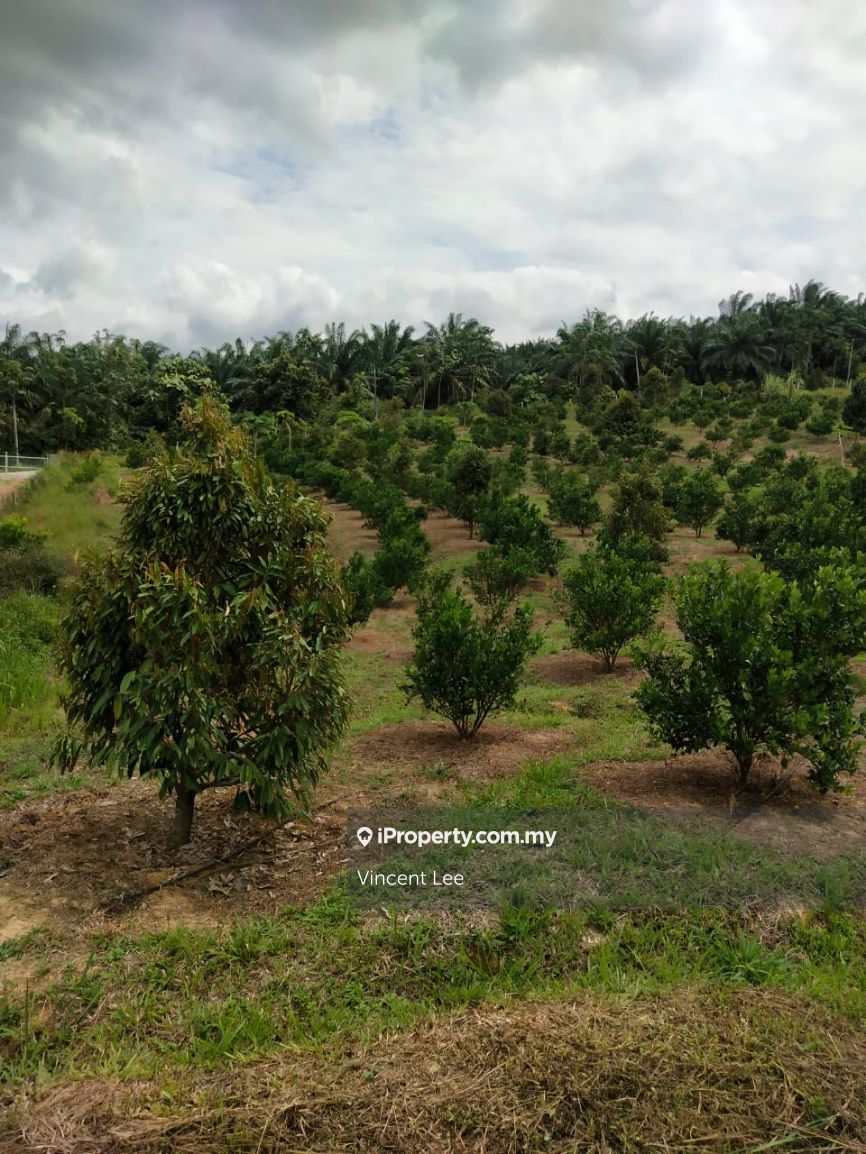 Durian Orchard land for Sale, Titi Jelebu, Jelebu Agricultural Land for