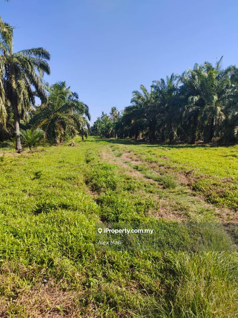 Oil Palm Land Sabak Bernam Sungai Besar Sabak Bernam For Sale