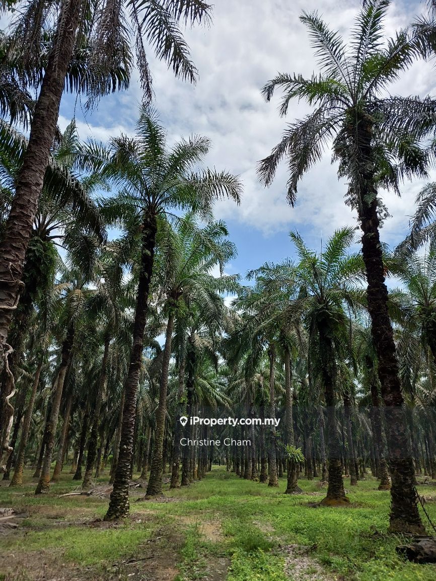 Agriculture Land for Sale, Kahang Agricultural Land for sale