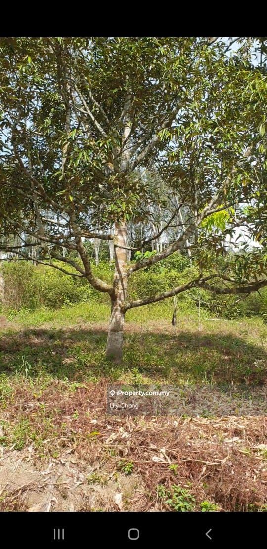 Sg Lalang Agricultural Land, Sg Lalang Agricultural Land, Semenyih for