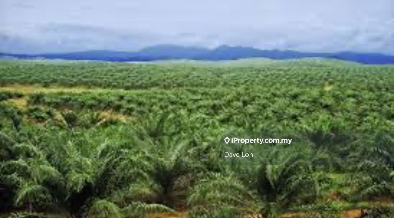Sabah Palm Oil Plantation, Renok, Pitas Agricultural Land for sale