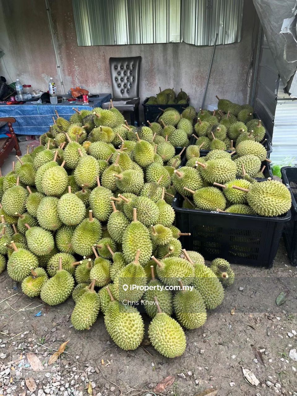 9 acres Durian Farm For Sale, Good ROI Freehold 409,202sqft , Karak