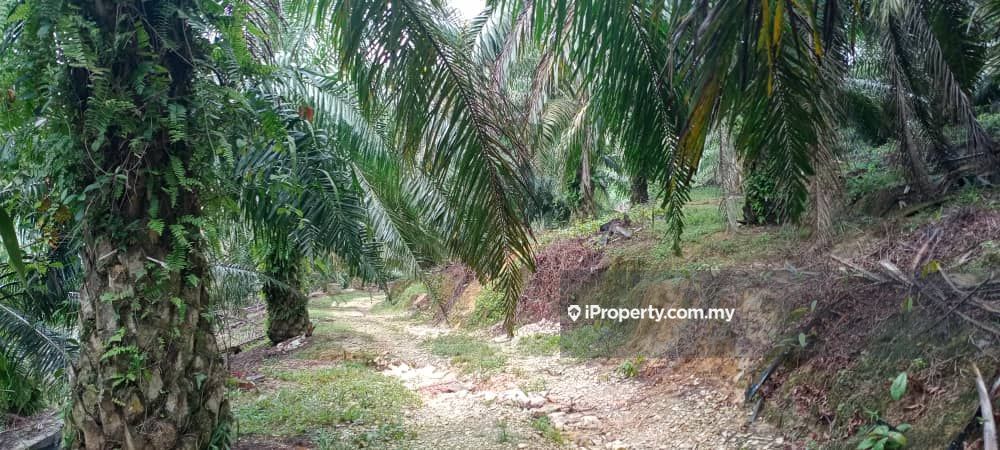 Daerah Kinta Mukim Sungai Terap Batu Gajah Agricultural Land For Sale Iproperty Com My