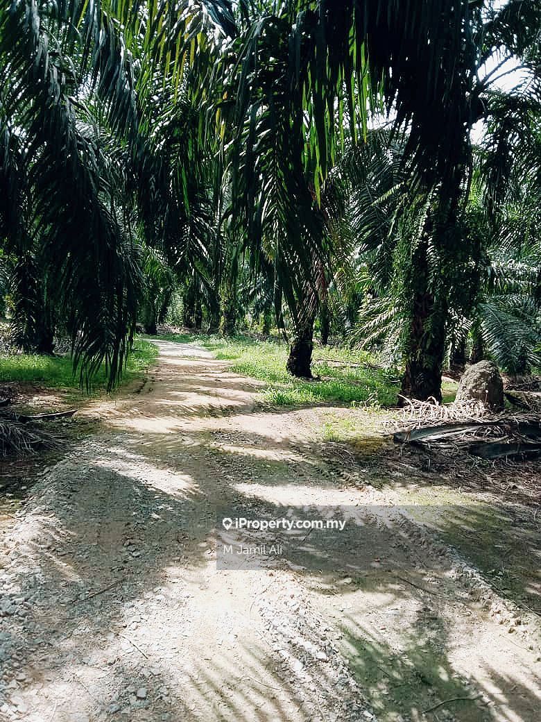Pekan Pagoh Muar Johor, Pekan Pagoh, Pagoh, Johor, Pagoh Agricultural