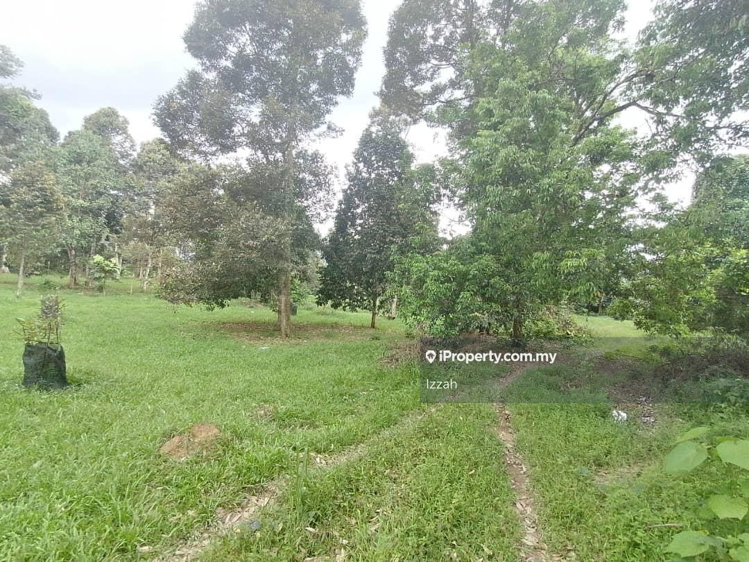 Tanah Pertanian Durian Agricultural Land Untuk Dijual Di Batang Kali Selangor Iproperty Com My