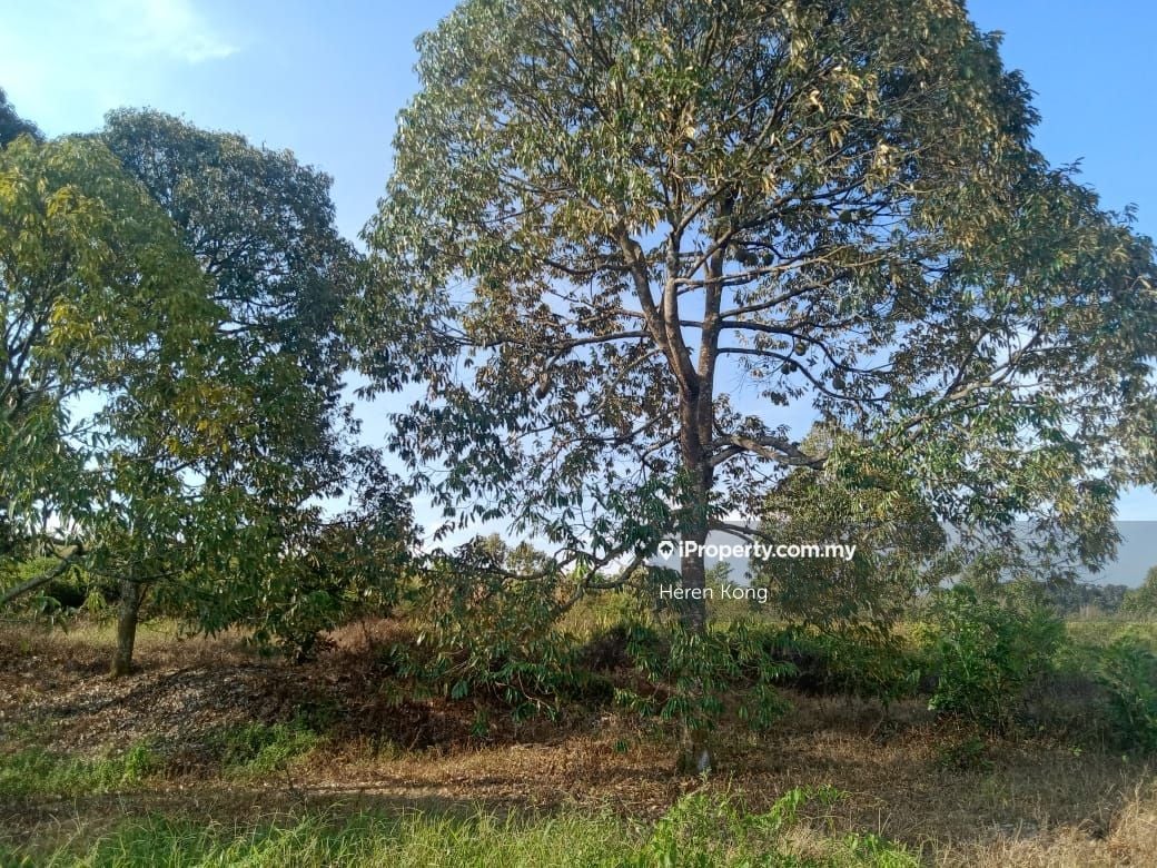 Simpang Pertang Durian Orchard, Simpang Pertang Agricultural Land for ...