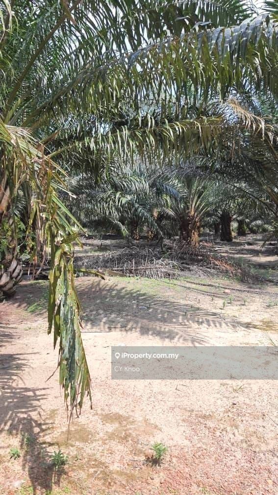 Pahang Pekan Bebar 2800 acres Palm Oil Land for sale Rm 6500 per acres ...