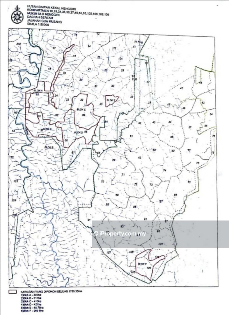 Gua musang, Gua Musang