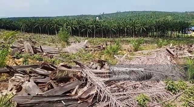 45 Ac Sri Jaya Facing Main Road Oil Palm Land For Sales Agricultural Land For Sale In Maran Pahang Iproperty Com My