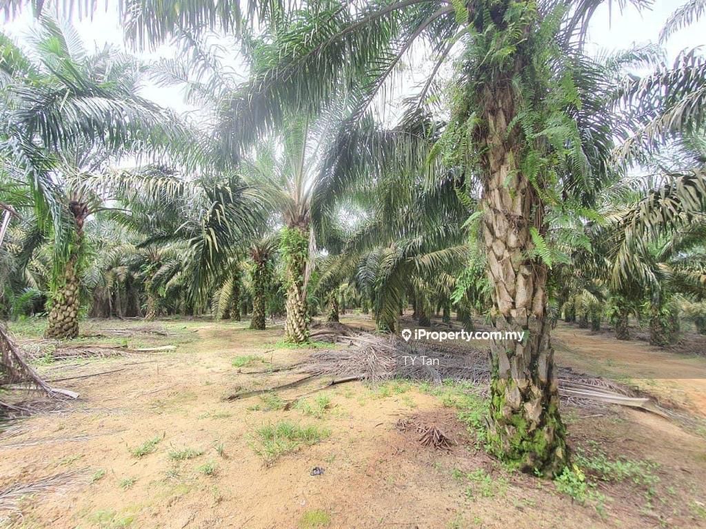 Zoning Residential Land, Taman Sri Andal, Kluang Agricultural Land for