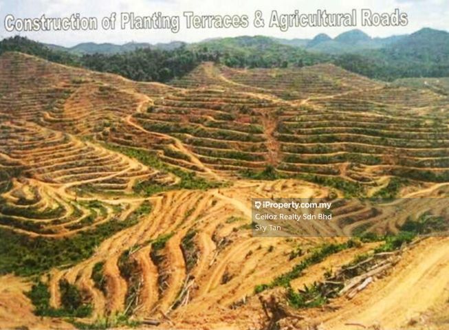 Kelatan Gua Musang, Gua Musang