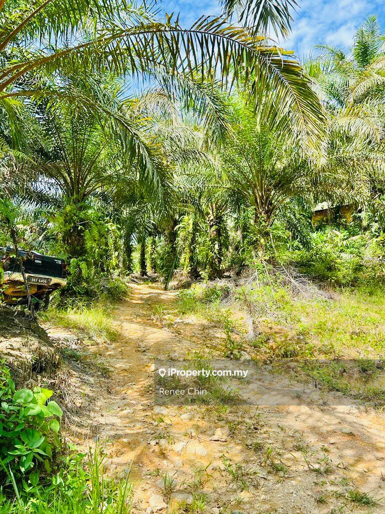Kuala Kangsar Palm Oil Plantation Agriculture Land Perak, Kuala Kangsar