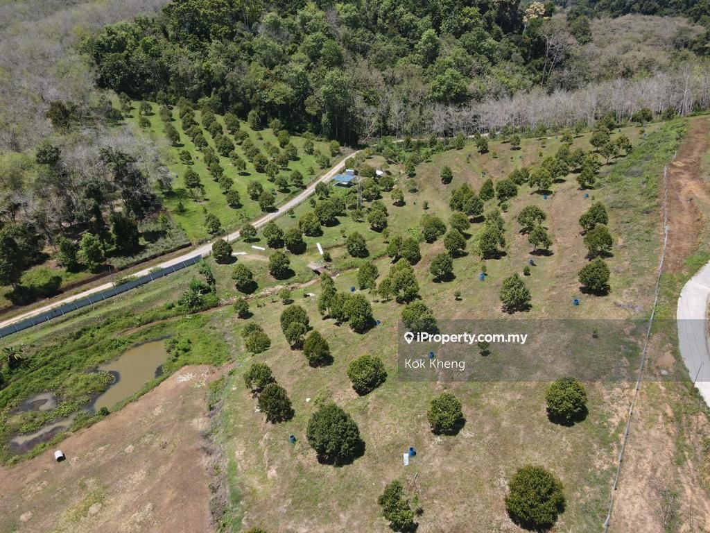 6 acres Musang King Durian Orchard Land For Sale, Lenggong for sale