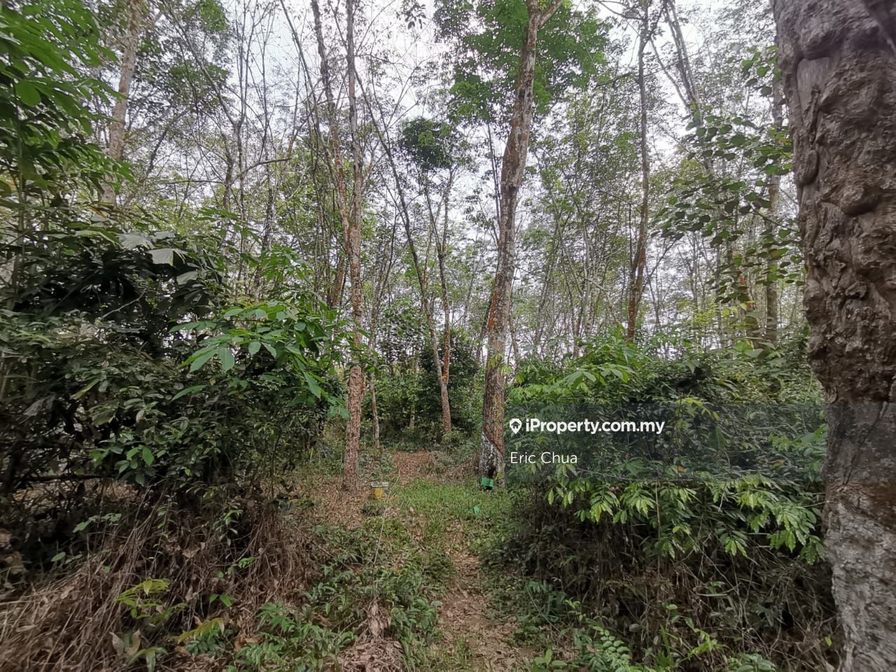 3.88 aces rubber trees estate , Felda Gunung Besout, Slim River Agricultural Land for sale