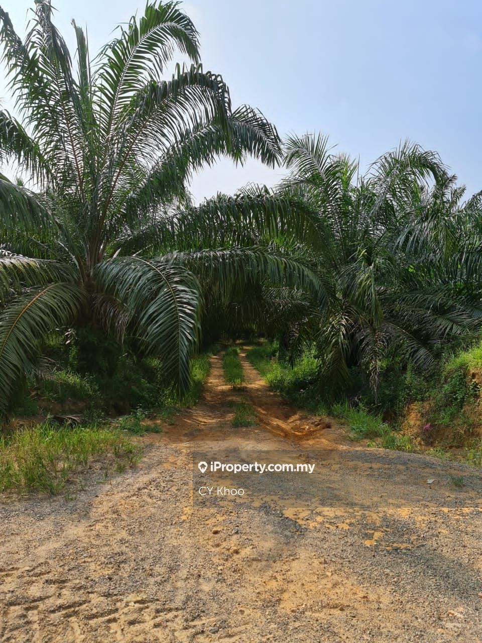 Perak Kuala Kangsar Sungai Siput 961 acres Palm Oil Land for SALE