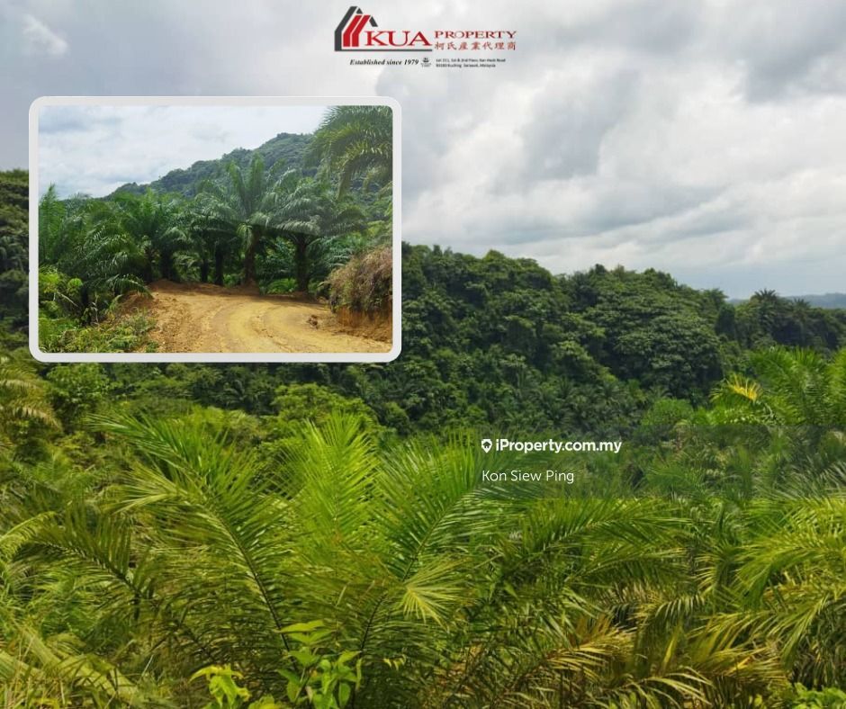 1000 arces Palm Plantation Land Bakong, Miri, Sarawak, Bakong , Miri