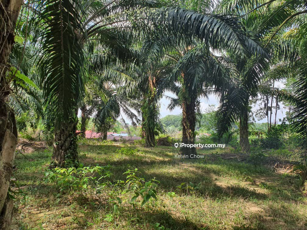 Pusing Oil Palm Agriculture Land Perak Sale