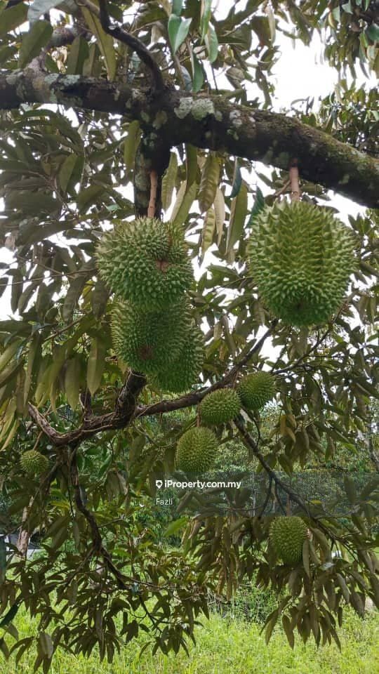 11 Acre Freehold Durian Musang King Orchard Rasah 255k Per Acre Only Rasah Serendah Agricultural Land Untuk Dijual Iproperty Com My