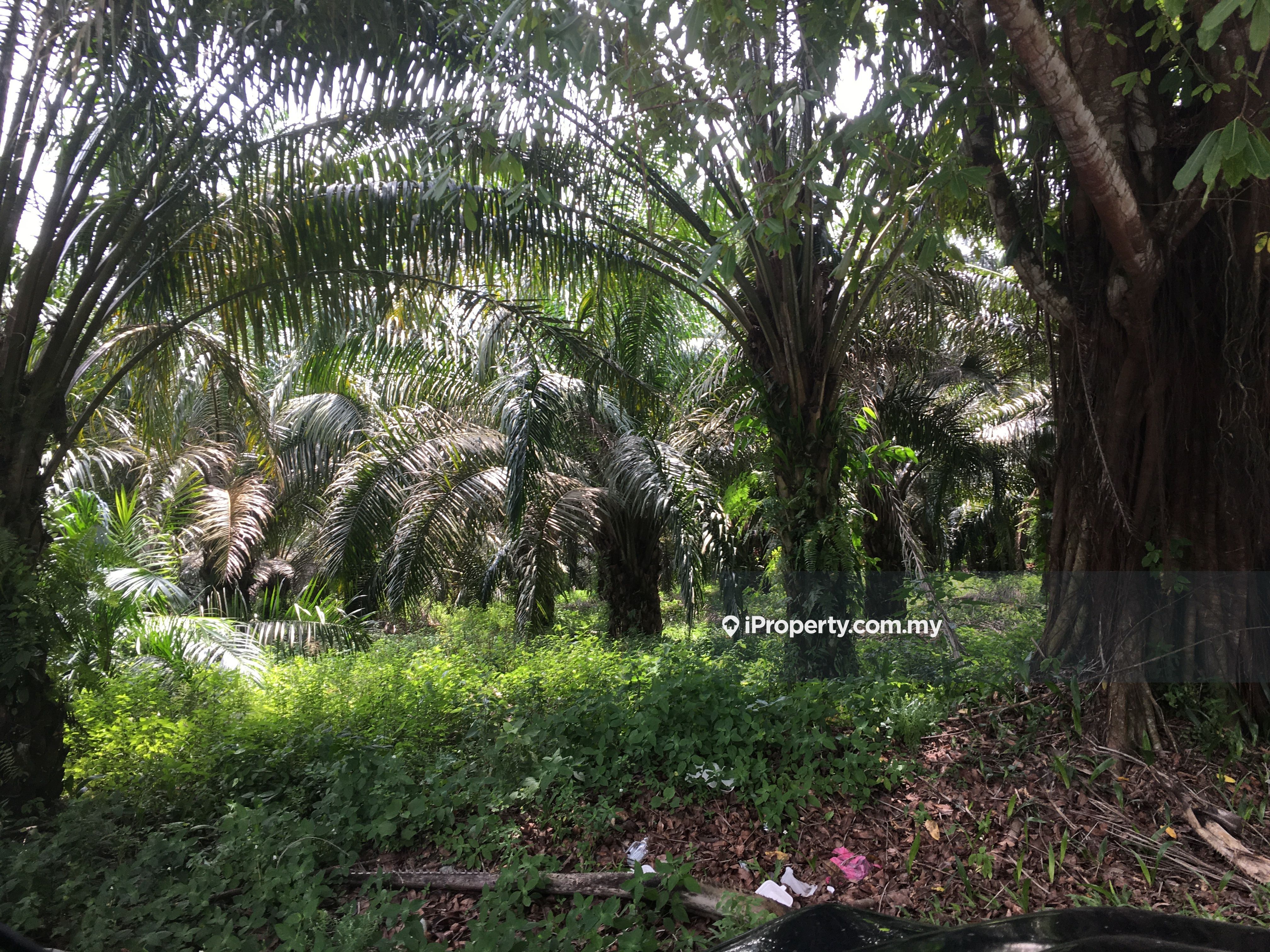 80 acres oil palm roadside, Telemong, Karak, Bentong, Karak