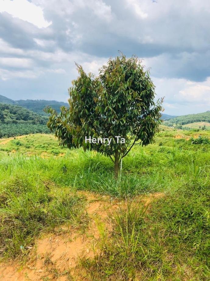 Tanah Pertanian untuk Dijual di Karak, Pahang oleh Henry Ta - iProperty.com.my