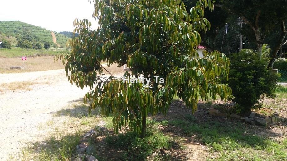 Tanah Pertanian untuk Dijual di Karak, Pahang oleh Henry Ta - iProperty.com.my