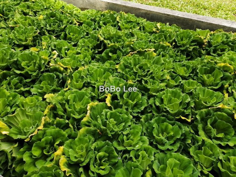 Bungalow House for Sale in Taman Overseas Union (Taman Oug), Jalan Klang Lama (Old Klang Road) by BoBo Lee - iProperty.com.my